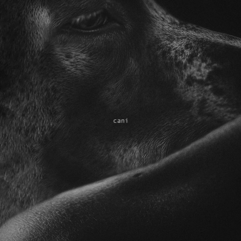Copertina del singolo "cani" di eroCaddeo, nuova ballad pop cantautorale
